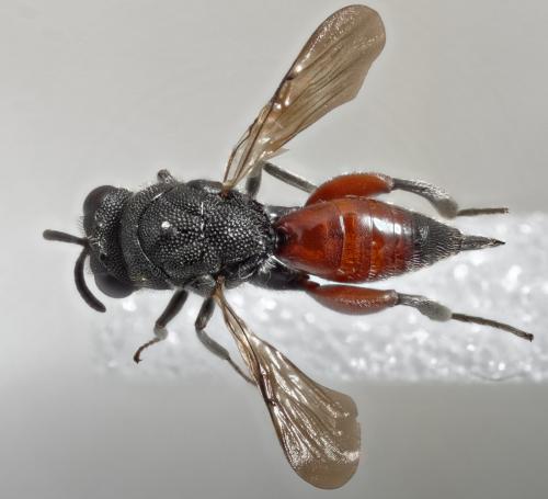 Réf. 347 693 : Neochalcis osmicida